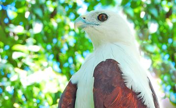 Davao's Philippine Eagle
